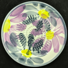 21-AA